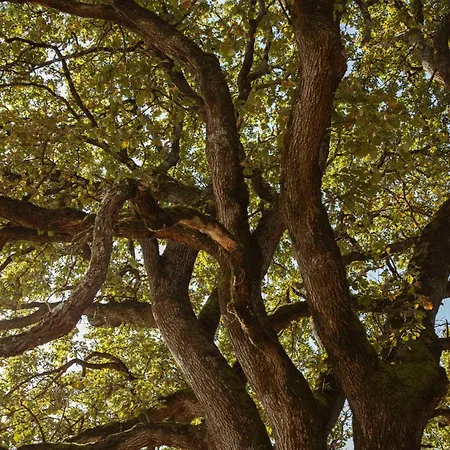 Maison Bellamant Gæstehus